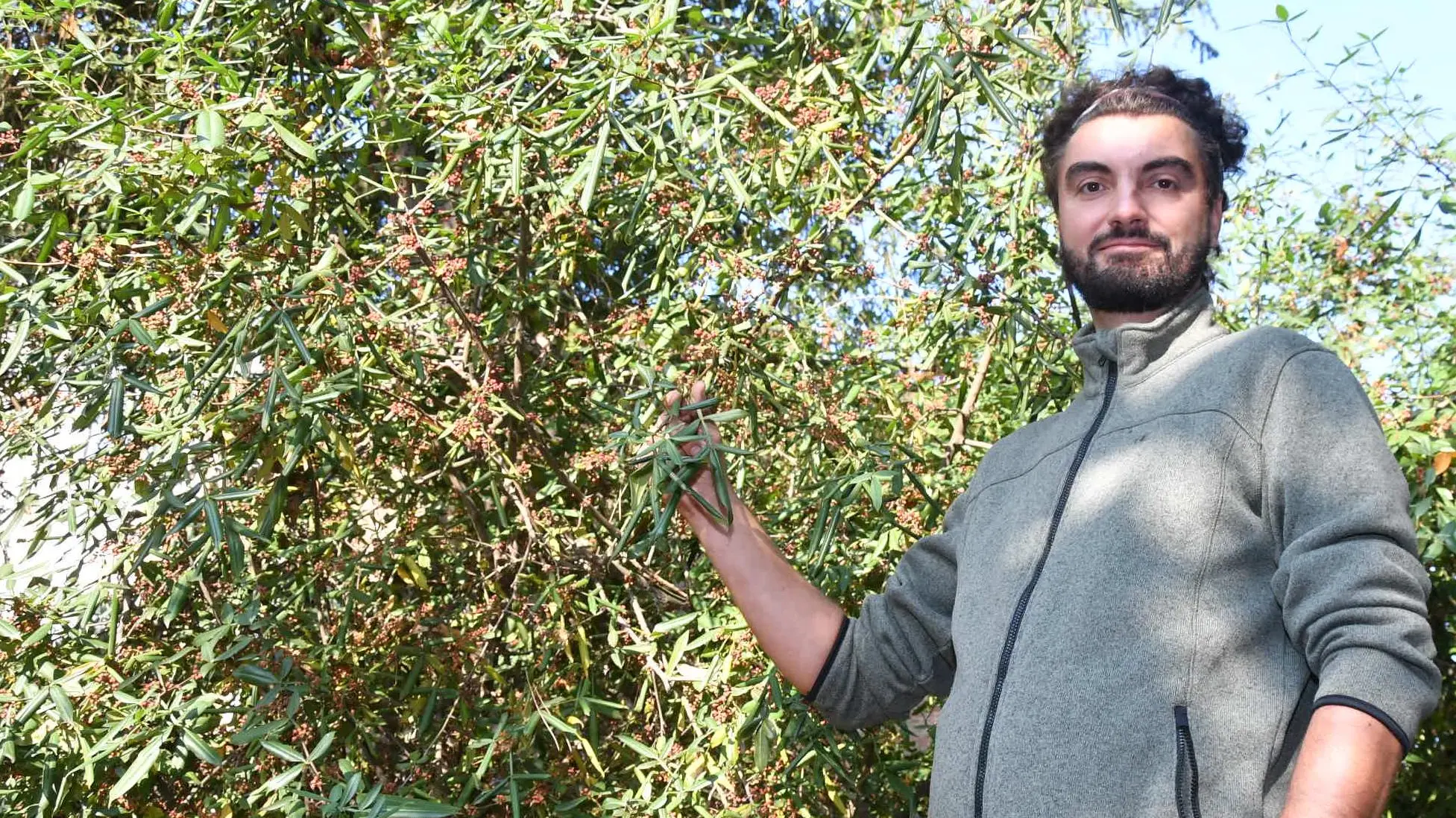 «Anthoxylum», l’arbusto asiatico con bacche rosse dalle proprietà curative