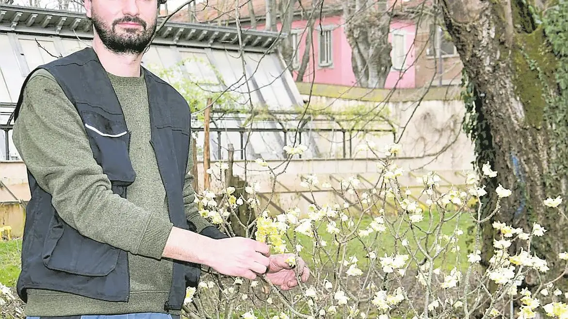 È ancora inverno, spunta il Bastone di S. Giuseppe
