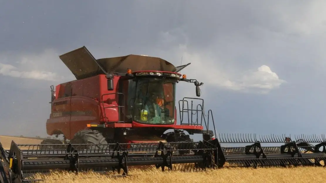 Cereali, fissate le modalità per gli aiuti: scadenza il 15 settembre
