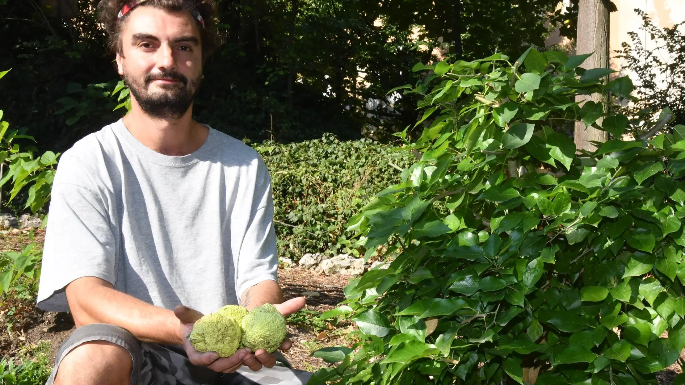 Maclura, una bella chioma e un frutto verde velenoso