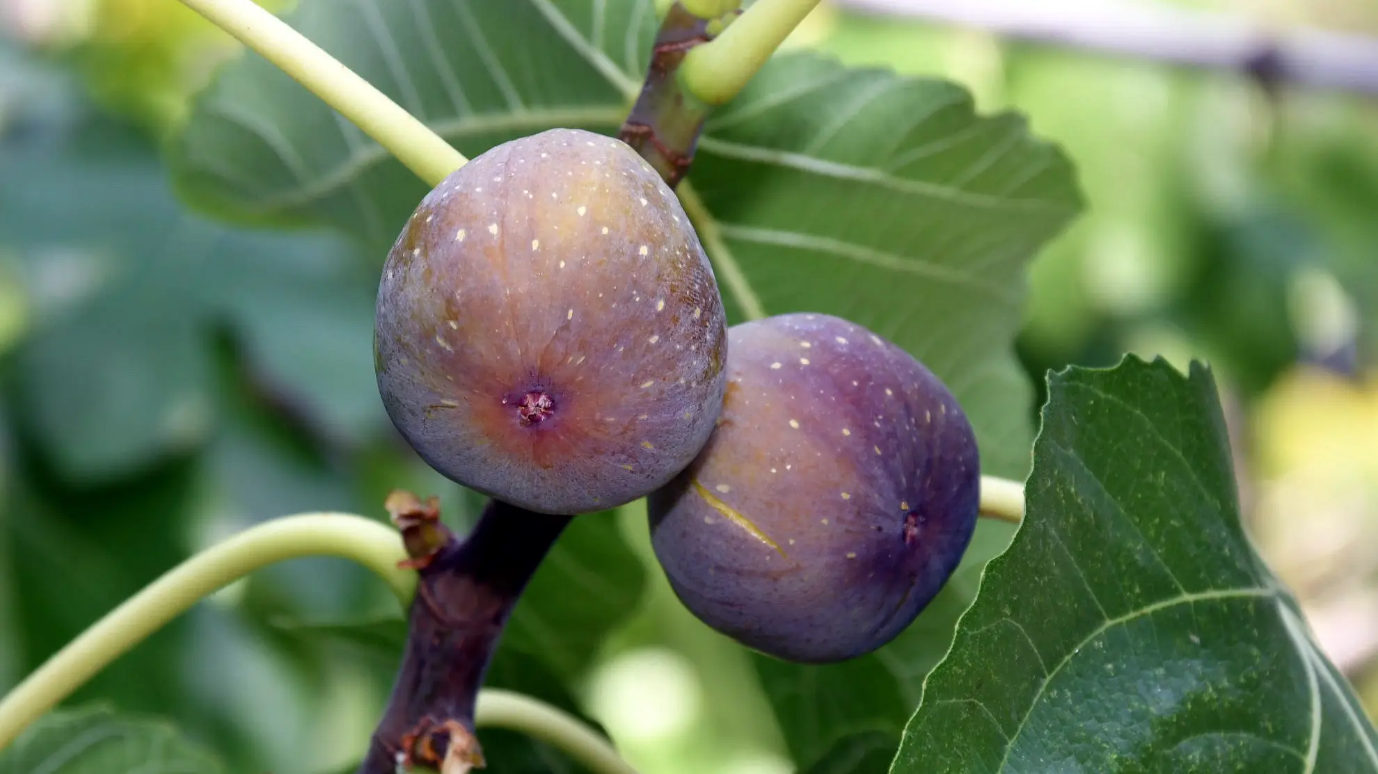 L’antica passione per il fico, pianta longeva e resistente che non richiede particolari cure