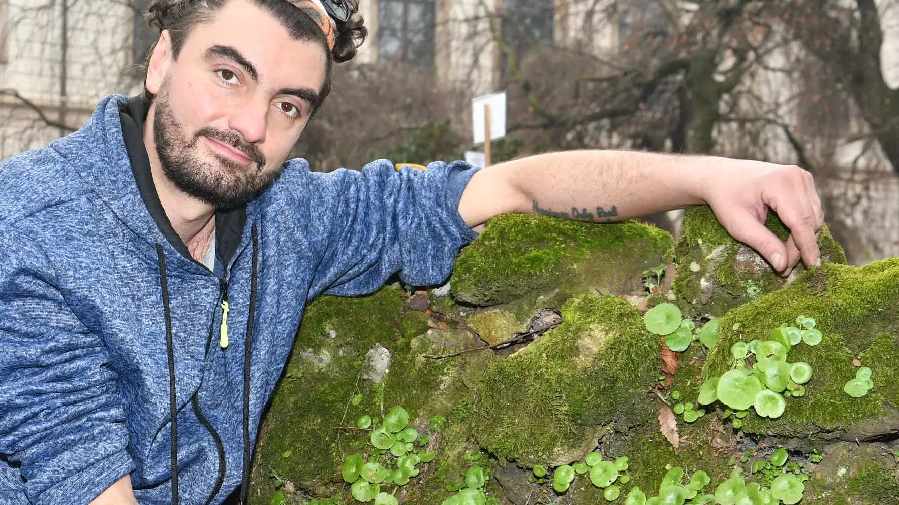 L’“Ombelico di Venere” su muri e tetti in città