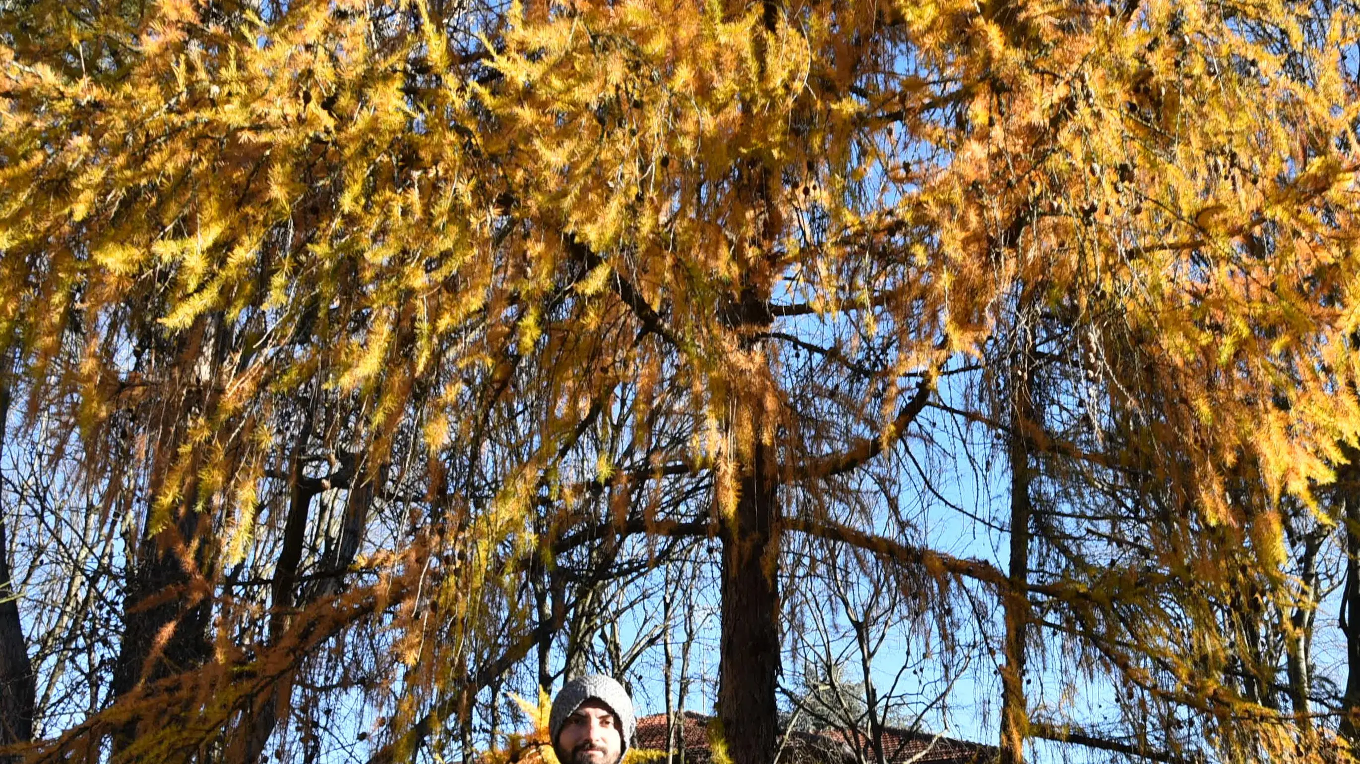 Gli aghi arancioni dei larici che colorano d’allegria l’inverno