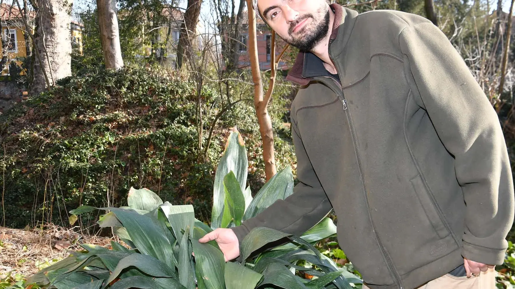 Aspidistra rustica resistente a caldo, freddo e mancanza di luce