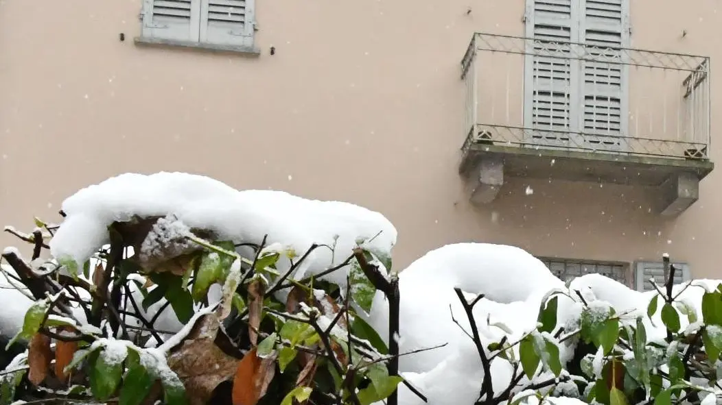 «Salviamo le piante da neve e ghiaccio scuotendole con bastoni di bambù»