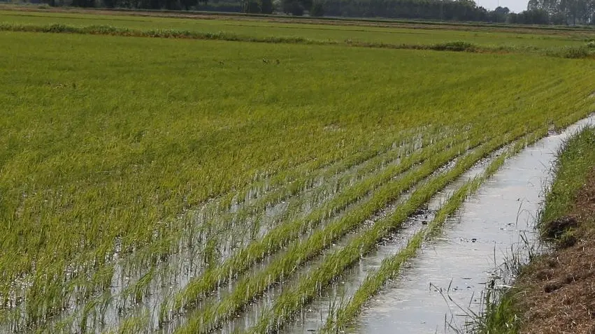 Prove di resistenza prima della semina: l’Ente risi offre un test anti malattie